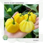 Jual Habanero Terjamin Higienis dan Berkualitas