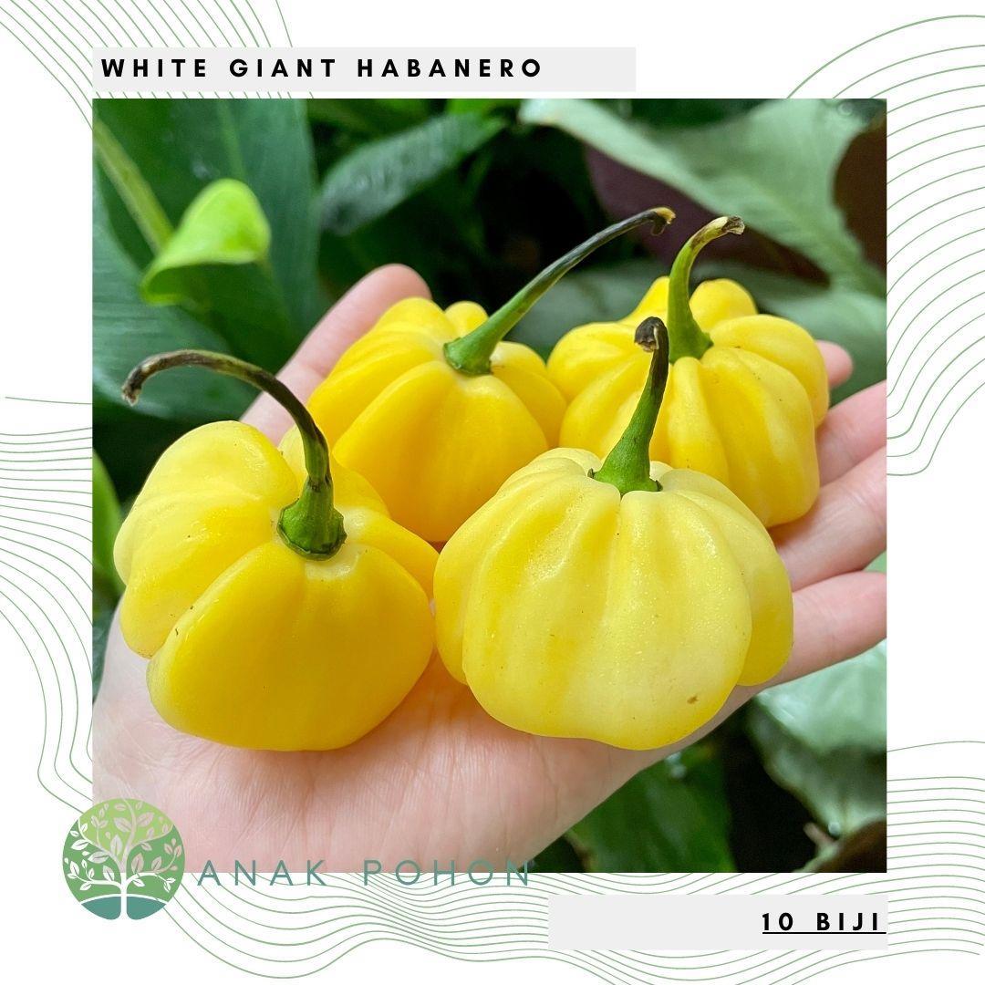 Jual Habanero Terjamin Higienis dan Berkualitas