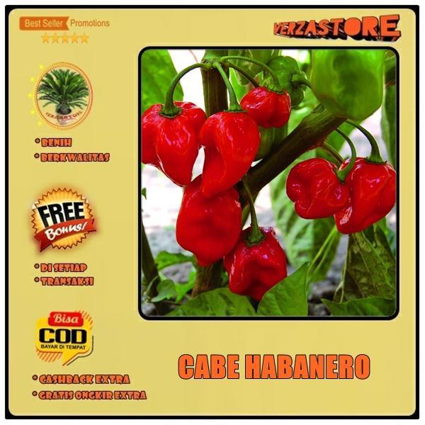 Jual Habanero Terjamin Higienis dan Berkualitas